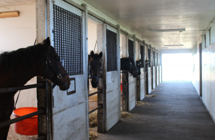 競走馬がいる厩舎